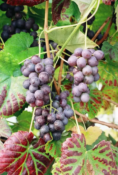 winorosl-alden-2l-nazwa-lacinska-vitis-vinifera