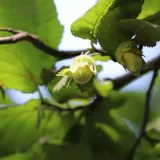 orzech-laskowy-truchsessa-2l-styl-ogrod-srodziemnomorski-ogrod-wiejski-ogrod-skalny-ogrod-nowoczesny-ogrod-japonski