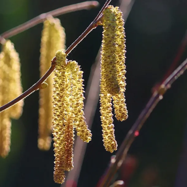 orzech-laskowy-truchsessa-2l-rodzaj-rosliny-orzechy-wloskie-i-leszczyna