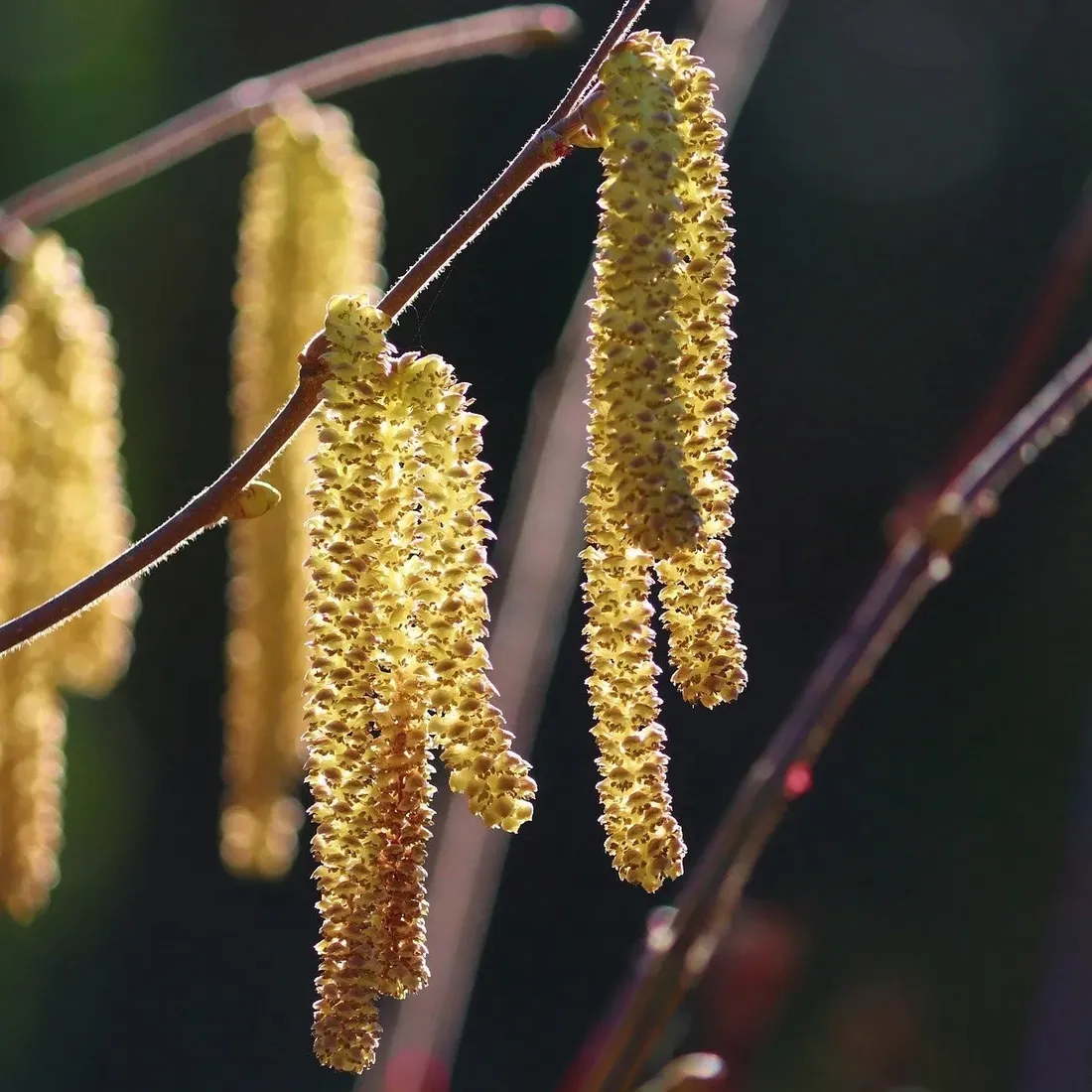 orzech-laskowy-truchsessa-2l