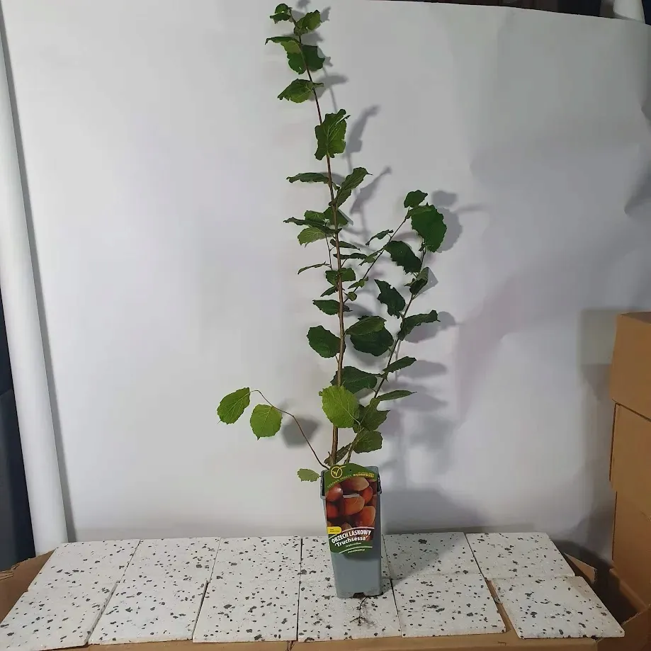 orzech-laskowy-truchsessa-2l-styl-ogrod-srodziemnomorski-ogrod-wiejski-ogrod-skalny-ogrod-nowoczesny-ogrod-japonski