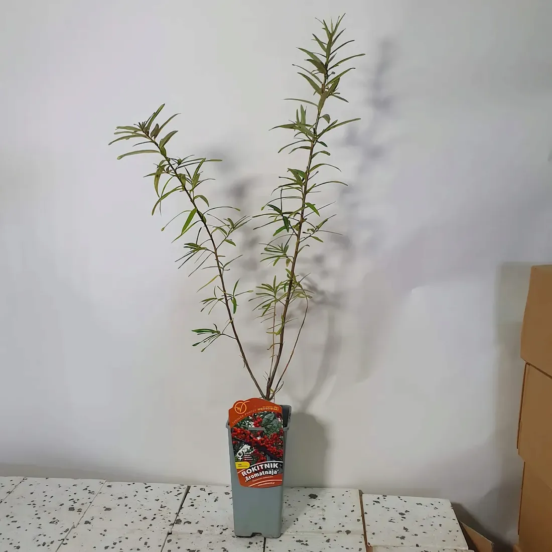 rokitnik-aromatnaja-zenski-2l