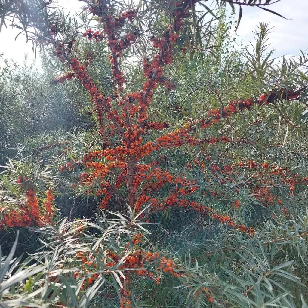 rokitnik-aromatnaja-zenski-2l