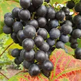 winorosl-buffalo-2l-styl-ogrod-srodziemnomorski-ogrod-wiejski-ogrod-skalny-ogrod-nowoczesny-ogrod-japonski