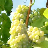 winorosl-refren-2l-styl-ogrod-srodziemnomorski-ogrod-wiejski-ogrod-skalny-ogrod-nowoczesny-ogrod-japonski