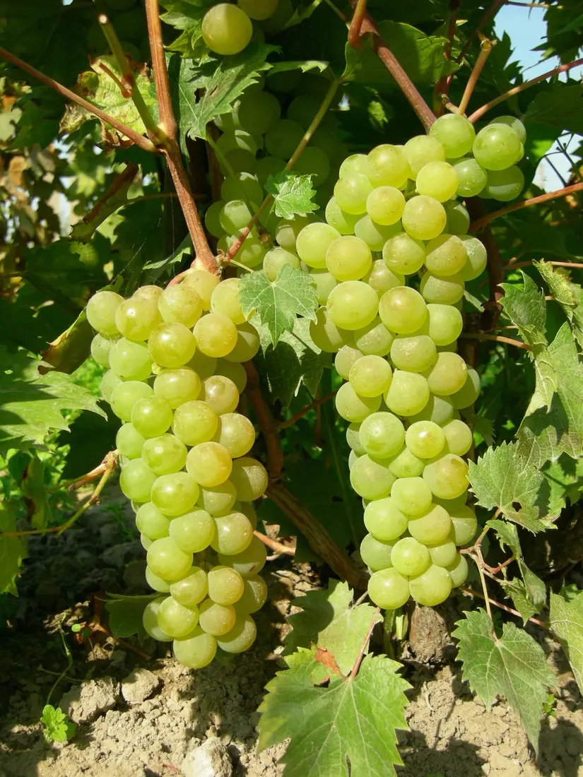 winorosl-refren-2l-styl-ogrod-srodziemnomorski-ogrod-wiejski-ogrod-skalny-ogrod-nowoczesny-ogrod-japonski