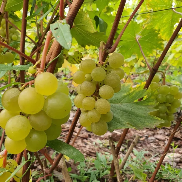 winorosl-refren-2l-producent-szkolka-pnaczy-marek-wedrowski