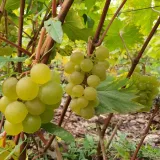 winorosl-refren-2l-producent-szkolka-pnaczy-marek-wedrowski