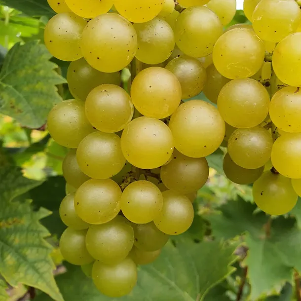 winorosl-refren-2l-nazwa-lacinska-vitis-vinifera