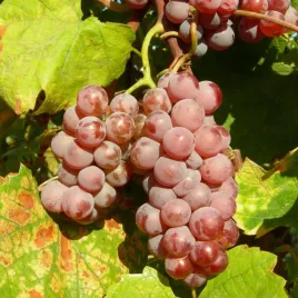 winorosl-delaware-2l