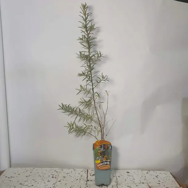 rokitnik-hikul-meski-2l-rodzaj-rosliny-inny
