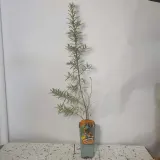 rokitnik-hikul-meski-2l-rodzaj-rosliny-inny
