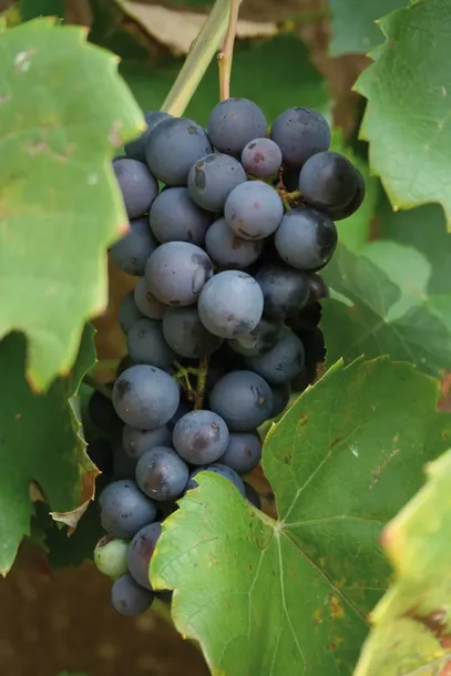 winorosl-cascade-2l-rodzaj-rosliny-winorosl