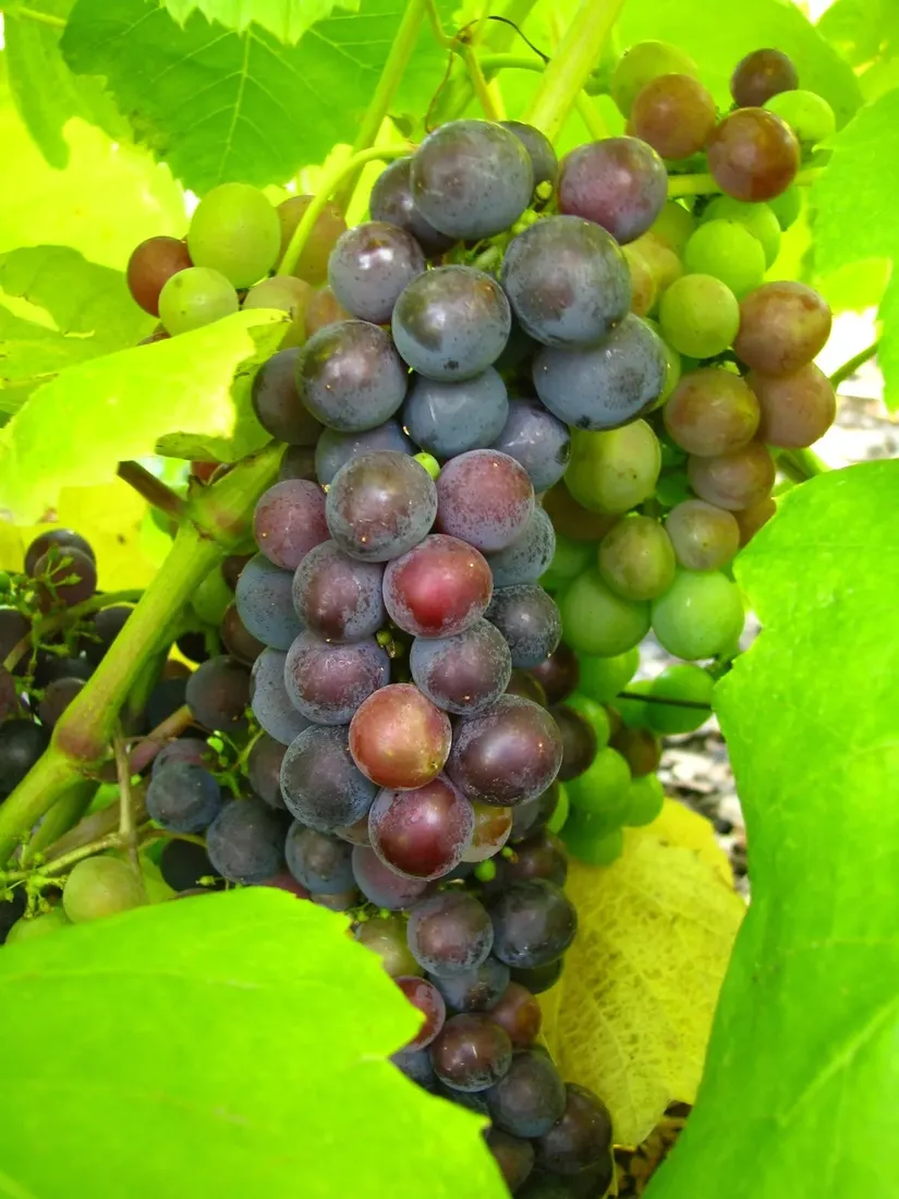 winorosl-cascade-2l-styl-ogrod-srodziemnomorski-ogrod-wiejski-ogrod-skalny-ogrod-nowoczesny-ogrod-japonski