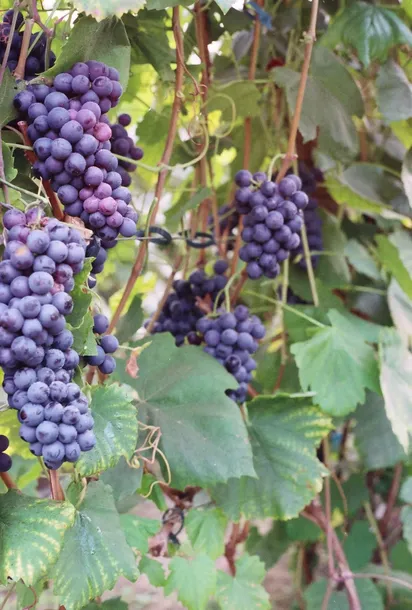 winorosl-cascade-2l-producent-szkolka-pnaczy-marek-wedrowski