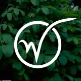 winorosl-cascade-2l-styl-ogrod-srodziemnomorski-ogrod-wiejski-ogrod-skalny-ogrod-nowoczesny-ogrod-japonski-rodzaj-rosliny-winorosl