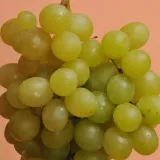 winorosl-suwile-2l-stan-nowy