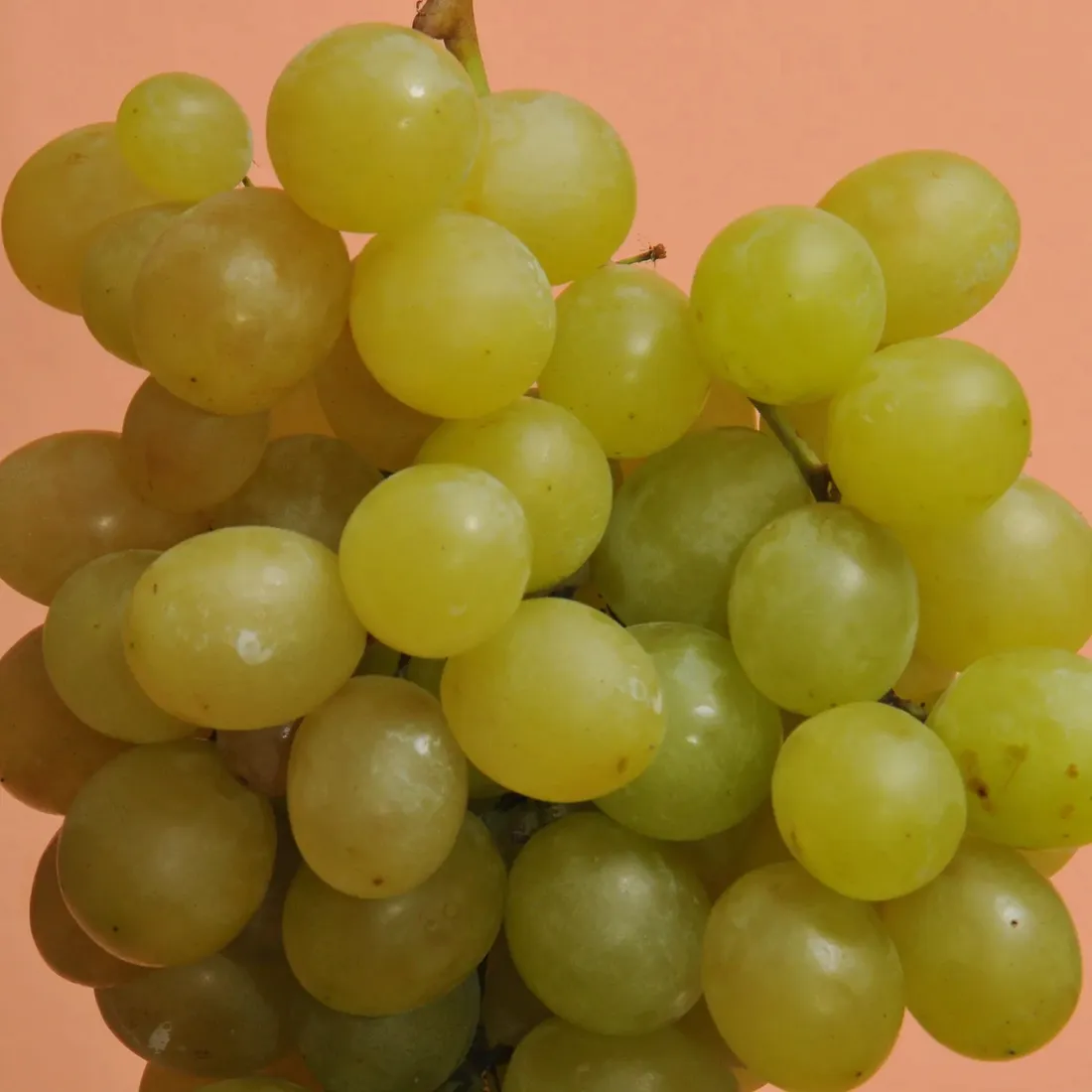 winorosl-suwile-2l-styl-ogrod-srodziemnomorski-ogrod-wiejski-ogrod-skalny-ogrod-nowoczesny-ogrod-japonski