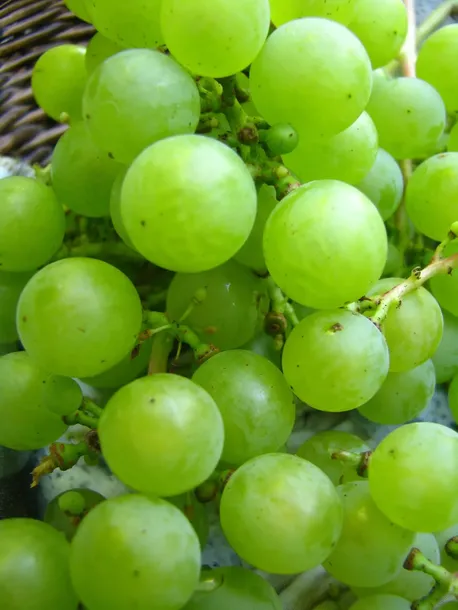 winorosl-suwile-2l-odmiana-suwile