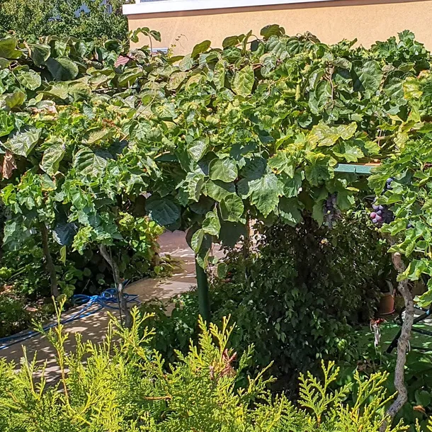 winorosl-suwile-2l-nazwa-lacinska-vitis-vinifera