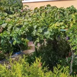 winorosl-suwile-2l-nazwa-lacinska-vitis-vinifera