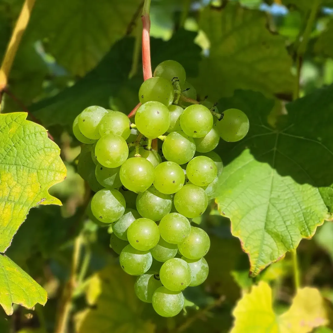 winorosl-cayuga-white-2l