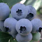 borowka-amerykanska-bluejay-2l