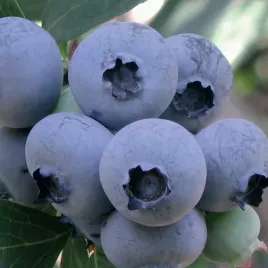 borowka-amerykanska-bluejay-2l