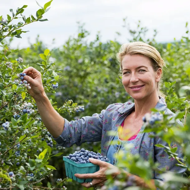 borowka-amerykanska-bluejay-2l-nazwa-lacinska-vaccinium-corymbosum