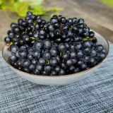 winorosl-nero-2l-rodzaj-rosliny-winorosl