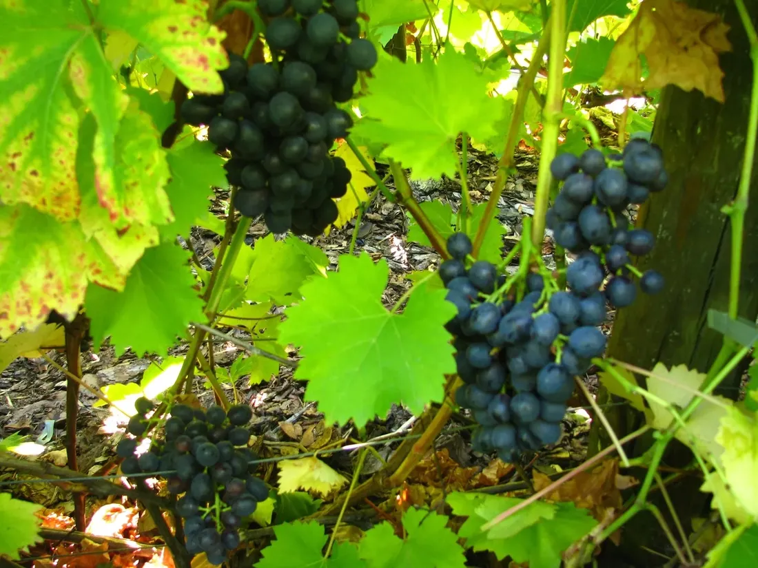 winorosl-nero-2l-styl-ogrod-srodziemnomorski-ogrod-wiejski-ogrod-skalny-ogrod-nowoczesny-ogrod-japonski