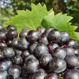 winorosl-nero-2l-odmiana-nero