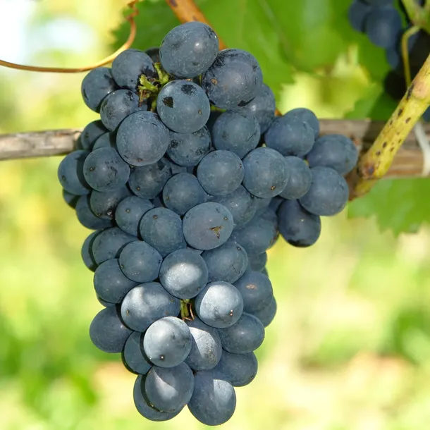 winorosl-nero-2l-producent-szkolka-pnaczy-marek-wedrowski