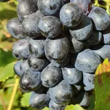 winorosl-nero-2l-nazwa-lacinska-vitis-vinifera