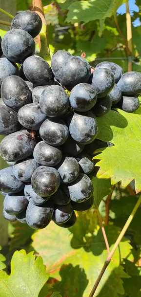 winorosl-nero-2l-styl-ogrod-srodziemnomorski-ogrod-wiejski-ogrod-skalny-ogrod-nowoczesny-ogrod-japonski-rodzaj-rosliny-winorosl