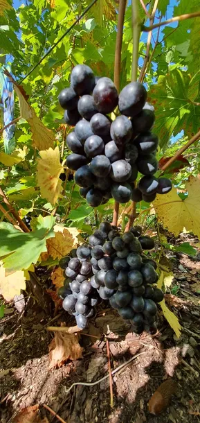 winorosl-nero-2l-styl-ogrod-srodziemnomorski-ogrod-wiejski-ogrod-skalny-ogrod-nowoczesny-ogrod-japonski-stan-nowy