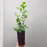 borowka-amerykanska-darrow-2l-styl-ogrod-srodziemnomorski-ogrod-wiejski-ogrod-skalny-ogrod-nowoczesny-ogrod-japonski