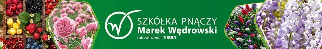 borowka-amerykanska-darrow-2l