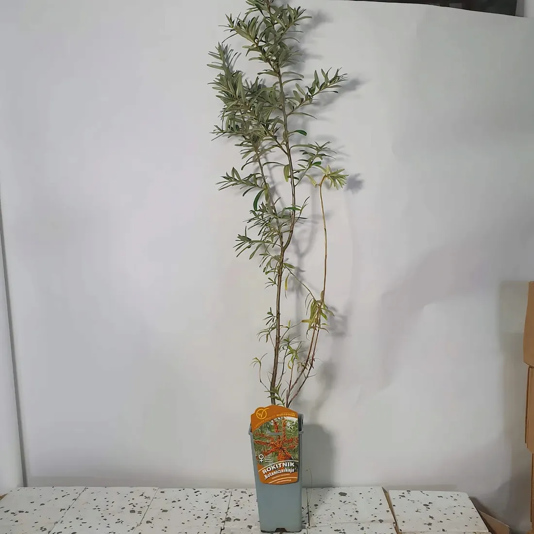 rokitnik-botaniczeskaja-zenski-2l