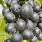 winorosl-muscat-bleu-2l-stan-nowy