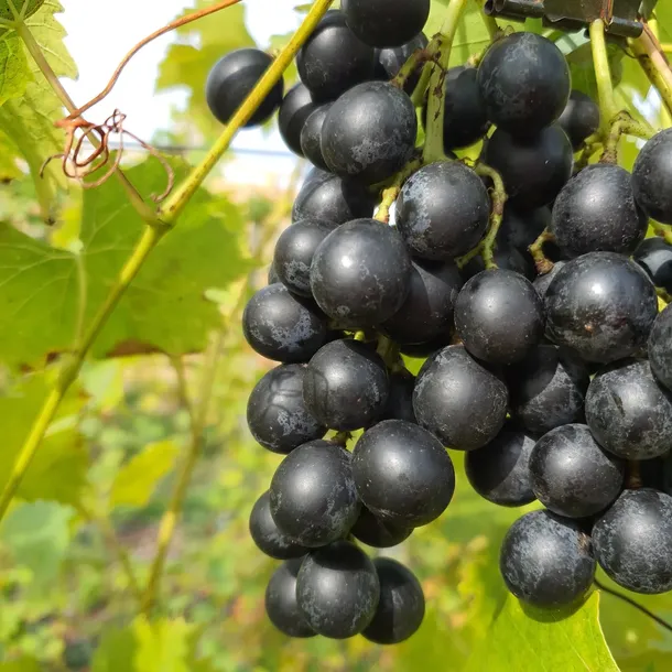 winorosl-muscat-bleu-2l-odmiana-muscat-bleu