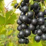 winorosl-muscat-bleu-2l-odmiana-muscat-bleu