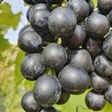 winorosl-muscat-bleu-2l-producent-szkolka-pnaczy-marek-wedrowski