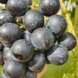 winorosl-muscat-bleu-2l-nazwa-lacinska-vitis-vinifera