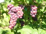 winorosl-swenson-red-2l-rodzaj-rosliny-winorosl
