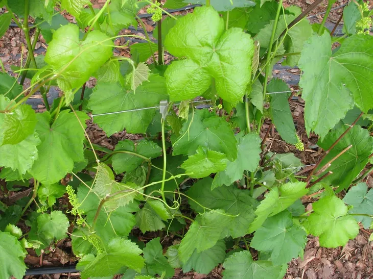winorosl-swenson-red-2l-nazwa-lacinska-vitis-vinifera