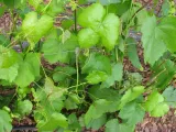 winorosl-swenson-red-2l-nazwa-lacinska-vitis-vinifera