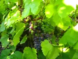 winorosl-swenson-red-2l-styl-ogrod-srodziemnomorski-ogrod-wiejski-ogrod-skalny-ogrod-nowoczesny-ogrod-japonski-rodzaj-rosliny-winorosl
