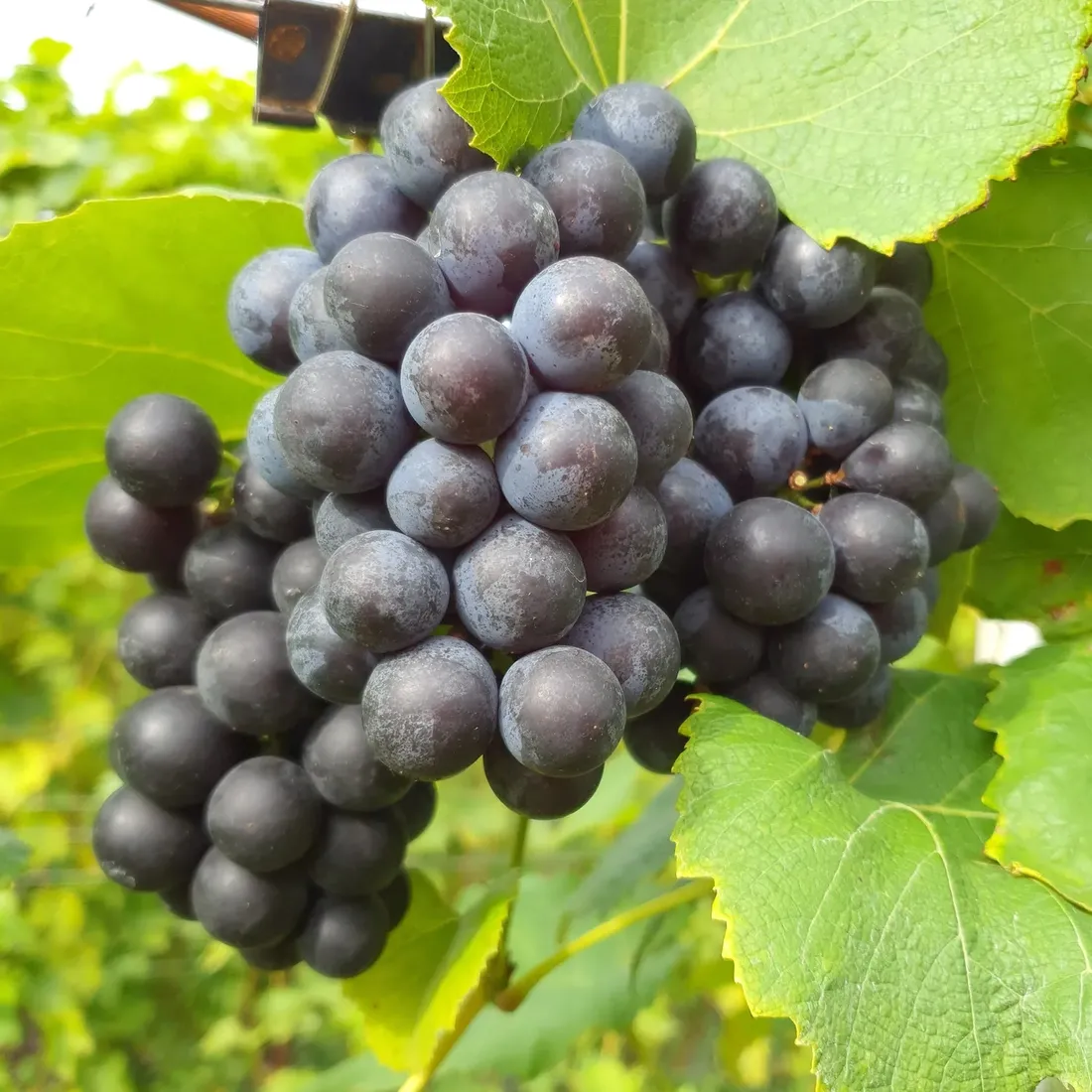 winorosl-alwood-2l