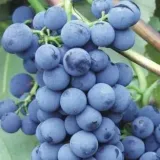 winorosl-alwood-2l-styl-ogrod-srodziemnomorski-ogrod-wiejski-ogrod-skalny-ogrod-nowoczesny-ogrod-japonski